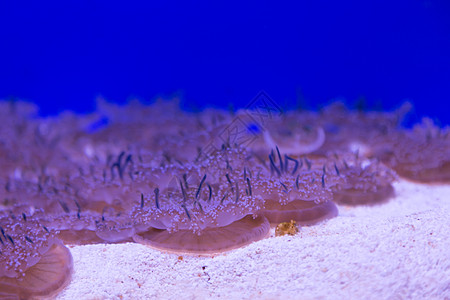美杜莎水母水下潜水照片埃及红色 se游泳珊瑚海蜇物质生活危险热带蓝色生物学野生动物图片