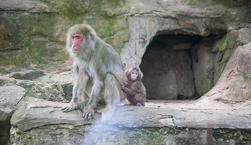 小猴子与妈妈猴子动物园非洲哺乳动物动物热带灵长类黑猩猩猫科荒野气候野生动物图片