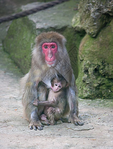 小猴子与妈妈猴子动物园非洲哺乳动物动物黑猩猩猫科荒野热带野生动物灵长类气候图片