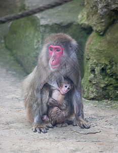 小猴子与妈妈猴子动物园非洲哺乳动物动物灵长类野生动物猫科热带黑猩猩荒野气候图片