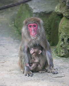 小猴子与妈妈猴子动物园非洲哺乳动物动物荒野野生动物灵长类气候热带黑猩猩猫科图片