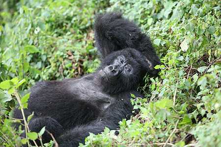 非洲热带森林 卢旺达非洲热带森林野大猩猩动物雨林林地宠物大猩猩动物生活野生动物荒野头发黑色图片