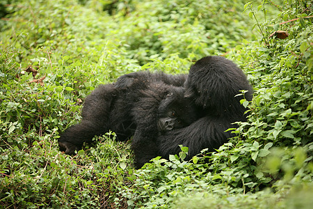 非洲热带森林 卢旺达非洲热带森林野大猩猩动物灵长类生活林地雨林野生动物头发黑色宠物毛皮荒野图片