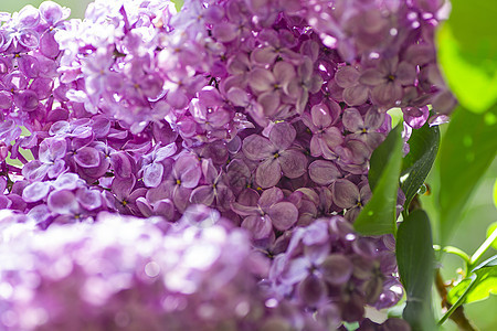 丁香花花瓣雌蕊植物灌木绿色紫色季节性园艺粉色花园图片