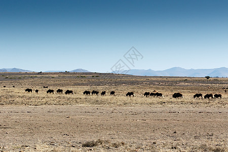 非洲水牛城 正在移动 在山区斑马国家公园图片
