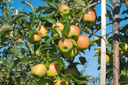 挂在果园树上的黄苹果图片