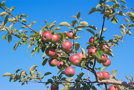 树上有许多苹果 蓝天上的树枝果园里有很多苹果图片