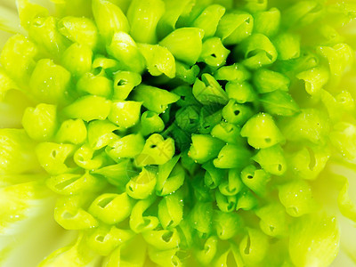 利梅绿菊花广场后方的细图花头雏菊香味宏观植物风格装饰墙纸花瓣植物学图片