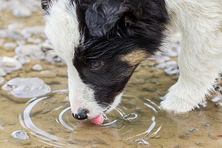在一个农场的小边境科利小狗 在游泳池喝水白色眼睛生物情绪男性宠物动物边界婴儿牧羊犬图片