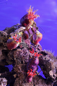 海葵热带野生动物海洋生物珊瑚水池荒野生活栖息地动物紫色图片
