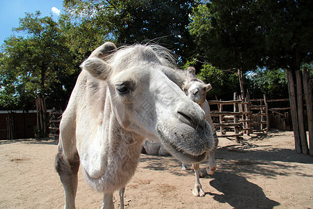 布达佩斯动物园骆驼图片