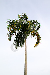 树椰叶格力生活植物群树叶叶子棕榈树木热带森林生长手工业图片