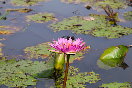 池塘里美丽的莲花 池塘里很多莲花都盛开公园荒野阳光叶子植物荷叶紫色反射荷花植物群图片