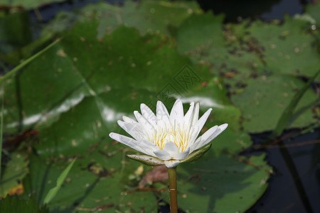 池塘里美丽的莲花 池塘里很多莲花都盛开植物群植物百合荷花荷叶荒野反射阳光莲藕紫色图片