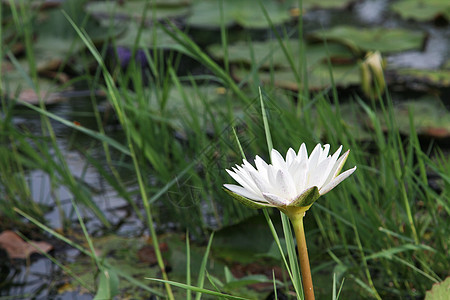 池塘里美丽的莲花 池塘里很多莲花都盛开荒野公园反射植物热带花瓣荷花植物群紫色花园图片