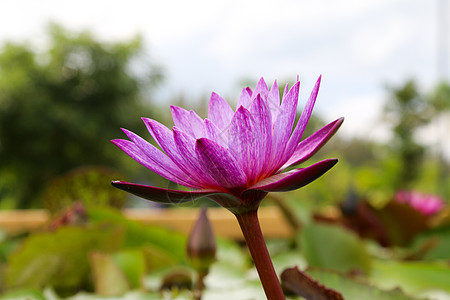 池塘里美丽的莲花 池塘里很多莲花都盛开叶子植物荒野公园植物群莲藕荷叶紫色花园阳光图片