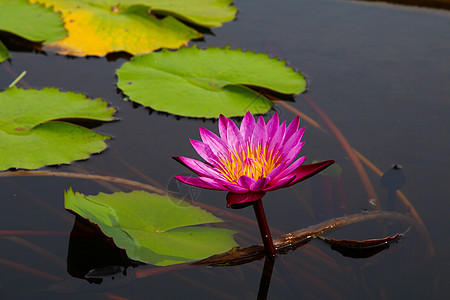 池塘里美丽的莲花 池塘里很多莲花都盛开植物群荒野公园叶子热带荷花荷叶百合反射花瓣图片