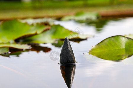 池塘里美丽的莲花 池塘里很多莲花都盛开荷叶植物群荒野花园反射植物百合莲藕荷花叶子图片