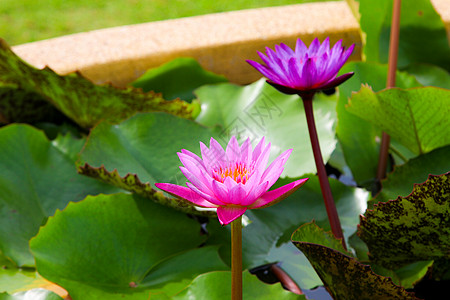 池塘里美丽的莲花 池塘里很多莲花都盛开荒野反射花瓣植物群热带花园荷叶紫色阳光公园图片