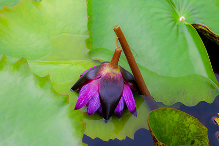 池塘里美丽的莲花 池塘里很多莲花都盛开紫色反射荷花叶子热带植物群花园莲藕公园荒野图片