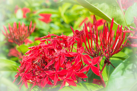 Ixora 花朵墙纸季节环境花园植物花粉热带公园植物群雌蕊图片