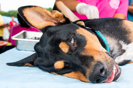 世界狂犬病日 对狗 猫进行大规模绝育手术时 养小狗和猫药品手套世界送货中性剪刀疫苗家庭动物宠物图片