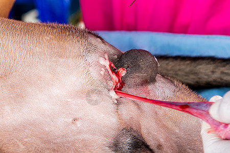 世界狂犬病日 对狗 猫进行大规模绝育手术时 养小狗和猫医生女性吸收活动劳动中性家庭疫苗动物伤口图片