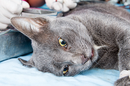 世界狂犬病日 对狗 猫进行大规模绝育手术时 养小狗和猫消毒女性活动外科伤口兽医动物医生仪器药品图片