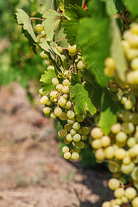 一大堆白葡萄从葡萄树上挂起葡萄园浆果藤蔓酒厂食物水果香草收成团体酒神图片