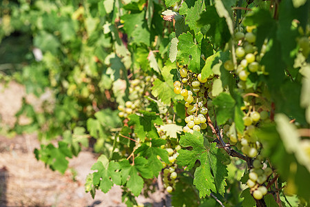 一大堆白葡萄从葡萄树上挂起香草团体酒厂葡萄园植物收成水果甜点酒神食物图片