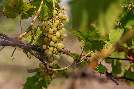 一大堆白葡萄从葡萄树上挂起葡萄园香草团体酒神食物浆果收成花园蔬菜甜点图片