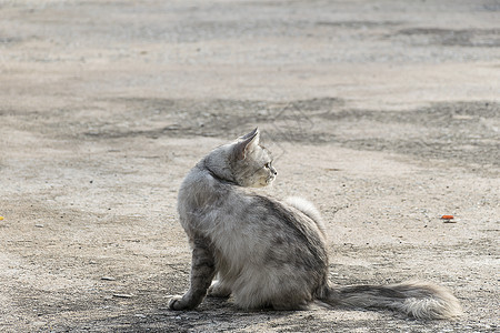 纵观白猫在水泥地板上回头看小猫黑色街道眼睛晴天回望打猎宠物毛皮地面图片