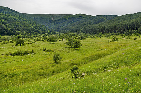 维托沙山的Glade和绿林全景叶子空地环境季节植物风景木头绿色山毛榉树叶背景图片