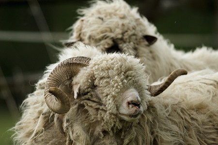 绵羊羊肉家畜生活动物少年农村哺乳动物季节团体羊毛图片