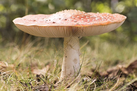 蘑菇机白色红色背景图片