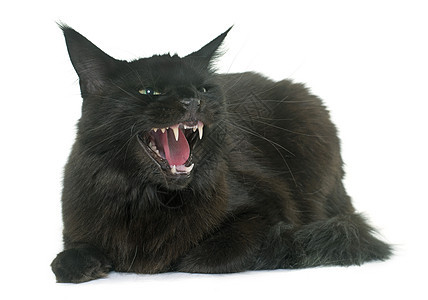 愤怒的主要熊猫小猫动物猫科吼叫黑色牙齿宠物工作室图片