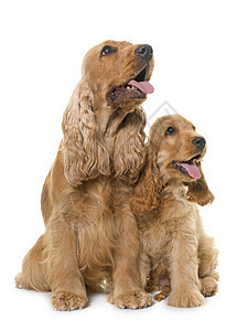 演播室里有两只白种马动物工作室女性宠物猎犬小狗棕色英语成人猎狗背景图片