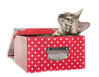 青金刚猫盒子小猫动物宠物灰色工作室工艺图片