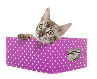 青金刚猫工艺工作室盒子宠物小猫动物灰色图片