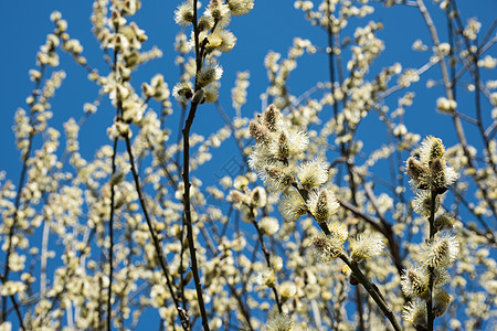 春天流淌的黄山羊柳(白)图片
