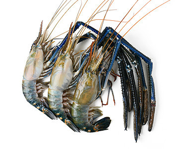大型河虾白色饮食晚餐餐厅生活贝类美食家食物海鲜美食背景图片