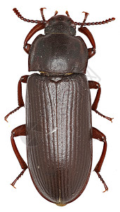 白色背景上的粉虫甲虫Linnaeus 1758荒野粉虫工作室监控器黑色宏观甲虫生物野生动物棕色图片