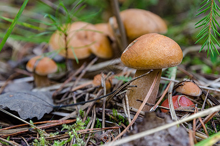 蘑菇在森林中生长森林菌类棕色佳肴苔藓美味食物绿色图片