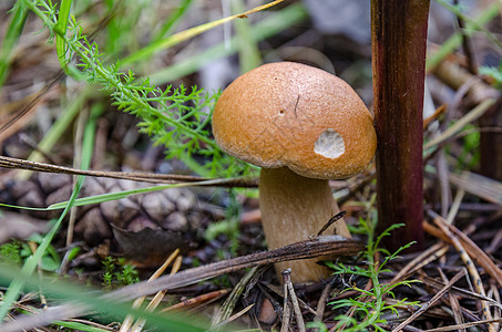 蘑菇在森林中生长佳肴苔藓棕色菌类森林美味食物绿色图片