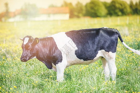 牛在绿草地上放牧奶制品农场哺乳动物草原鼻子场景阳光天空国家动物图片