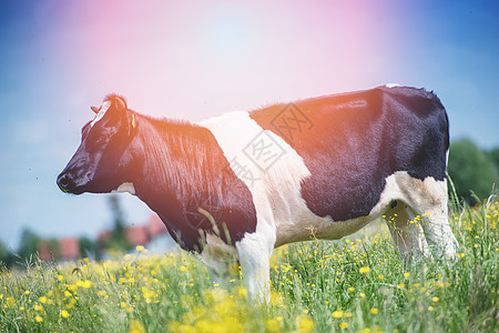 牛在绿草地上放牧场景草原动物草本植物家畜农村牛奶晴天牧场农田图片