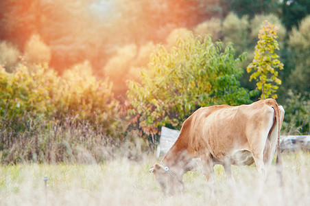 牛在绿草地上放牧国家牧场奶牛晴天农场天空哺乳动物森林土地家畜图片