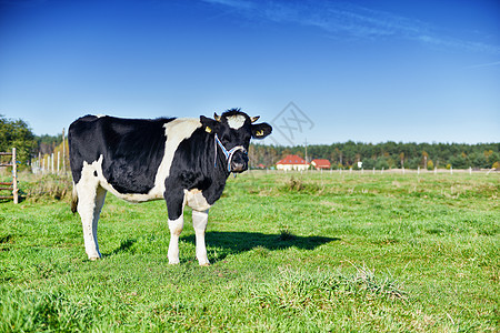 牛在绿草地上放牧农田蓝色农场国家奶制品森林场地动物农村牛肉图片