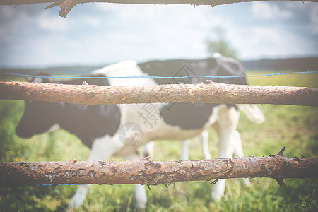 牛在绿草地上放牧农田牧场哺乳动物蓝色国家场景动物农村天空农场图片