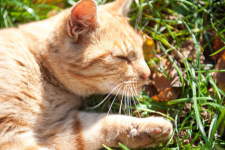 红猫特端猫咪毛皮哺乳动物动物乐趣眼睛小猫生物工作室头发图片